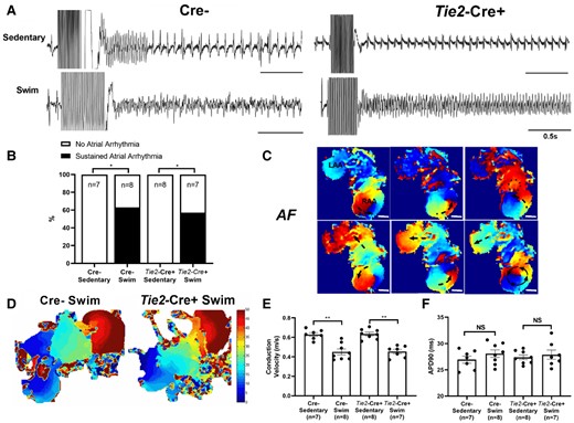 Effects of endothelial-specific Tnf ablation on electrical properties on exercise-induced arrhythmias and electrical changes in isolated atria. (A) Representative field electrogram recordings from isolated (denervated) atria in Tie2-Cre+ and Cre− sedentary and exercised mice showing atrial arrhythmia inducibility, with evidence of sustained AF episodes in both Tie2-Cre+ and Cre− exercised mice only. (B) Endothelial-specific Tnf ablation (Tie2-Cre+) did not protect against sustained (>10 s) atrial arrhythmia inducibility (P value from 2 × 2 contingency table with Fisher’s exact test) in exercised mice. (C) Representative optically-mapped images of AF episodes from rapidly stimulated isolated atria in Tie2-Cre+ swim mice. (D and E) Typical isochrone activation maps and summary results of conduction velocity (CV) measured in right atrial appendages isolated from Tie2-Cre+ (n = 7) and Cre− (n = 8) swim-exercised mice revealed that CVs are slowed in Tie2-Cre+ and Cre− swim mice when compared to their sedentary counterparts (n = 7 and 8 per group, respectively). (F) In isolated atrial preparations, action potential duration at 90% of repolarization (APD90) were similar between sedentary and exercised mice, in both Tie2-Cre+ and Cre− groups. The n value for individual groups is indicated on bar graphs. Data presented as mean ± S.e.m. P values from two-way ANOVA with Sidak’s multiple comparison tests. *P < 0.05; **P < 0.01.
