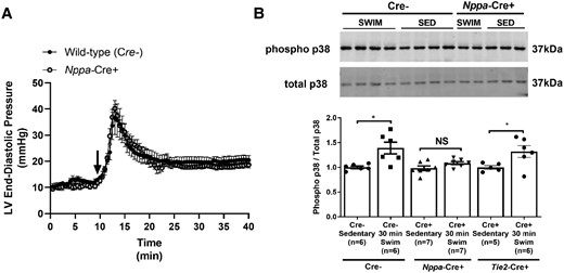 Atrial-specific Tnf gene ablation blunts downstream TNF-mediated signal transduction but not mechanical stress with swim exercise. (A) Evidence of profound and sustained swim-induced elevations in left ventricular end-diastolic pressures (LVEDPs), an index of left atrial pressures and a stimulus for mechanical stretch, derived from telemetric haemodynamic recordings. No differences in acute (30 min) exercise-induced LVEDPs were observed between Nppa-Cre+ and Cre− mice. Exercise commenced at time = 10 min, as indicated by the black arrow. (B) Western blotting analysis revealed increased p38 phosphorylation in the atria (compared to total p38) following 30 min of swim exercise in Cre− mice (n = 6 per group) compared to sedentary (non-swim) mice. Increases in p38 phosphorylation in response to acute swim were blunted in Nppa-Cre+ mice (n = 7 per group), but not Tie2-Cre+ mice (n = 6). Data are normalized relative to Cre− sedentary mice and presented as mean ± S.e.m. Full western blots can be found in the Supplementary material online, Supplementary Materials. P values from repeated measures or non-repeated measures two-way ANOVA with Sidak’s multiple comparison tests. *P < 0.05. NS, not significant.