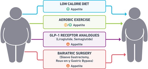 The effect of different weight loss interventions [low-calorie diet, exercise, pharmacotherapy (GLP-1 receptor analogues), and bariatric surgery] on appetite.