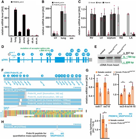 Expression of Prdm16 in the heart of Prdm16csp1/wt mice. (A) Expression analysis reveals high PRDM16 transcript levels in human lung, aorta, adipose tissue (adip.t.), and heart (technical replicate n = 3). Liver, skeletal muscle (sk.m.), and smooth muscle (sm.m.) show low PRDM16 expression. (B) Prdm16 is highly expressed in murine lung tissue, and shows robust levels in the left ventricle (LV) but low expression in skeletal muscle (sm) (n = 3). (C) Prdm16 is robustly expressed in LV, right ventricle (RV), and the septum. The left (LA) and right atrium (RA) does not show considerable Prdm16 expression. Kcna4 and Myl2 transcripts demonstrate atrial and ventricular tissue origin (n = 3). (D) The murine Prdm16 gene comprises 17 exons, and Prdm16csp1/wt mice carry the point mutation c.888-3C>A affecting the acceptor splice site of intron_6–7. (E) PCR genotyping with heart cDNA from heterozygous Prdm16csp1/wt mice generates three products as follows: (i) wild-type fragment (807 bp), (ii) unknown mutant product (∼780 bp, *), and (iii) mutant product without exon 7 (658 bp). (F) The wild-type Prdm16 protein is 1275 amino acids (aa) long. Targeted high-throughput sequencing of the different PCR products identifies four main Prdm16 mutant proteins in Prdm16csp1/wt mice including truncation (mut1, mut2) and in-frame deletion (mut3, mut4) variants (see Supplementary material online, Figures SI and SII in the Data Supplement, for detailed results, see Data Supplement). (G) Quantitative detection of Prdm16 transcript levels with qPCR detectors targeting the exon 7 deletion region shows approximately 40–50% reduced expression. In contrast, PCR detectors targeting exon3–4 and exon14–15 identify increased Prdm16 levels. Analysis was performed on female Prdm16csp1/wt heart tissue (n = 3). (H) Detection of Prdm16 protein was achieved by PRM (parallel-reaction monitoring) using the Prdm16 derived peptide V875-K883. (I) Quantitation of Prdm16 peptide in control and Prdm16csp1/wt lung tissue (n = 4). The ratio of endogenous (light) and standard spike-in (heavy) peptide is shown. Statistical analysis was performed with unpaired t-test (P < 0.05).