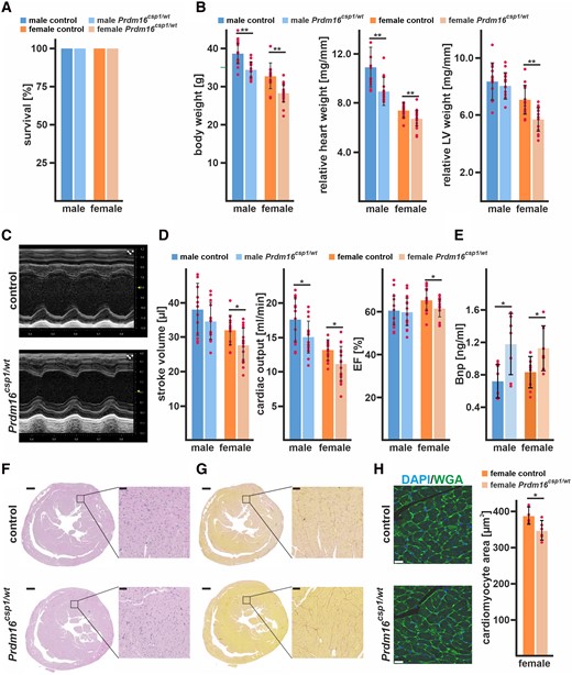 Diminished cardiac performance after Prdm16 inactivation. (A) Survival of male and female Prdm16csp1/wt mice is normal until the age of 8 month (n > 13 each group). (B) Eight-month-old Prdm16csp1/wt mice of both sexes have a reduced absolute body weight. Normalization against tibia length demonstrated a diminished relative heart and LV weight in Prdm16csp1/wt mutants (n > 13 each group). (C) M-mode images illustrate the heart phenotype in Prdm16csp1/wt mice as assessed with echocardiography. (D) At the age of 8 months, Prdm16csp1/wt mice of both sexes have diminished cardiac function as illustrated by stroke volume, cardiac output, and ejection fraction (EF) (n > 12 each group). Full echocardiography data are available in Supplementary material online, Tables SIV–SVI in the Data Supplement. (E) Plasma brain natriuretic peptide (Bnp) levels were determined with ELISA (n > 5 each group). (F) Histological analysis with H&E staining reveals normal tissue organization in female Prdm16csp1/wt hearts. Scale bars in E and F are 500 µm (full heart) and 50 µm (inset). (G) Histological staining for fibrosis with Picro-Sirius red is negative in female Prdm16csp1/wt heart tissue. (H) The cell area of female heart muscle (cross sections) stained with wheat germ agglutinin (WGA) is significantly reduced (n = 5, each n includes >300 cells). Nuclei were stained with DAPI. Scale bar is 20 µm. Statistical analysis was performed with unpaired t-test (P < 0.05).