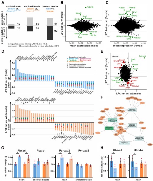 Transcriptome analysis of Prdm16csp1/wt heart tissue. (A) Transcriptome analysis with RNAseq of Prdm16csp1/wt LV shows in male 28 and in female 90 differentially regulated genes compared to controls. Analysis of male vs. female control hearts identifies 143 differentially regulated transcripts. Analysed biological replicates are n = 4–6. (B and C) Bioinformatic filtering ranked the normalized log2 cpk according the absolute log2 fold change (LFC) after elimination of regulated targets with an adjusted P-value (padj) < 10−2. Scatterplots show the LFC against mean expression for the contrast Prdm16csp1/wt (het) vs. controls (wt) in male (B) or female (C) heart. The top 10 differentially regulated genes (adj. P < 0.01) are highlighted and labelled. (D) Summary of top 20 up- and down-regulated genes in male (upper panel) and female (lower panel) hearts. Expression of selected genes in cardiac cell types is annotated according to the colour code. Functional association with transcription (T), metabolism (M), and immune response (I) is shown for relevant genes. (E) Scatterplot shows the LFC detected in A and B against each other. Genes with concordant changes (abs LFC > 0.25) are highlighted in green, and genes with discordant changes (top 10; adj. P < 0.01) are highlighted in red. The overall correlation is R = −0.11 (n = 21 276). (F) Gene ontology (GO) network was constructed with GOnet18 by using the male and female TOP20 up- and down-regulated genes in Prdm16csp1/wt hearts. GO terms response to lipids and response to oxygen-containing compounds show strongest association. (G) Validation of RNAseq expression data for Pbxip1 and Pyroxd2 was performed with qPCR using whole RNA extracts from heart and skeletal muscle. Pbxip1 and Pyroxd2 expression is increased in hearts from Prdm16csp1/wt mice of both sexes. (H) Hba-a1 and Hbb-bs expression is diminished in male Prdm16csp1/wt hearts.