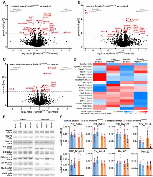 Proteome comparison of Prdm16csp1/wt cardiac tissue. Volcano plots for Prdm16csp1/wt/control pairwise comparisons with log2 ratio (x-axis) and P-value (y-axis) of male hearts (A), female hearts (B), and combined analysis of male + female hearts (C). Colouring indicates significantly altered proteins (threshold dashed grey line, P-value < 0.01), and * highlights highly significantly different proteins with P-value < 0.0001. (D) Heat map of all regulated proteins (P-value < 0.01, abs log2 ratio > 0.5) using z-scored values of group median intensity. Pre-B-cell leukaemia transcription factor interacting protein 1 (Pbxip1) and pyridine nucleotide-disulphide oxidoreductase domain 2 (Pyroxd2) are consistently increased in male and female Prdm16csp1/wt mice with P-value < 0.0001. Analysed biological replicates are n = 4 in each group. (E) Western blot analysis shows protein expression of selected mitochondrial proteins. (F) Quantification of western blot data showing mitochondrial protein levels. Analysed biological replicates are n > 4. Statistical analysis was performed with unpaired t-test, * indicates P < 0.05.