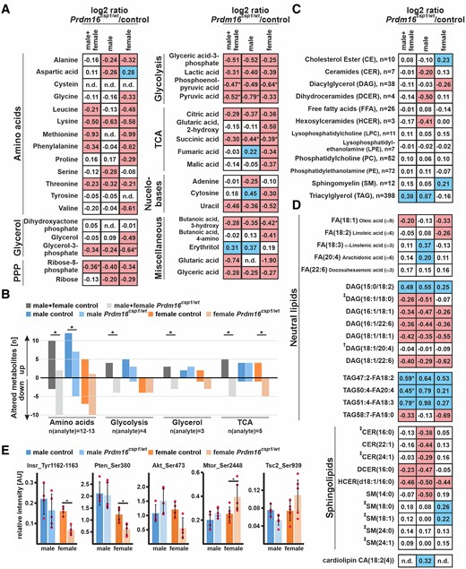 Altered metabolism in Prdm16csp1/wt cardiac tissue. (A) Normalized central carbon metabolite counts are presented as log2 value of the mean of normalized peak area ratio Prdm16csp1/wt/controls of males, females, and combination of both sexes. In female Prdm16csp1/wt LV tissue, broad suppression of several metabolic pathways was observed. In male Prdm16csp1/wt LV tissue, a similar but less pronounced reduction was detected. Statistical analysis of individual metabolites was performed with non-parametric Wilcoxon Rank Sum test, * indicates P < 0.05. (B) Univariate analysis reveals in cardiac tissue of Prdm16csp1/wt mice significant reduction of the amino acid, glycolysis, glycerol, and tricarboxylic acid cycle (TCA) metabolism using combined male and female data. Divergent metabolism of male and female animals was observed for amino acid metabolism, glycolysis, and TCA cycle. (C) Lipid analysis was performed with LC-MS using the lipidizer kit (Sciex). Global lipid analysis and evaluation as log2 value of the intensity ratio Prdm16csp1/wt/controls reveal normal levels for most lipid classes. Strongest regulation was observed for triacylglycerol (TAG) in male Prdm16csp1/wt hearts. The number (n) of validly detected lipids per class is indicated. (D) Selected neutral lipids and sphingolipids critical for the heart, lipids altered in Prdm16csp1/wt mice, and lipids previously associated with heart function (†Tham et al.,24 ‡Wittenbecher et al.25) are presented for Prdm16csp1/wt cardiac tissue of both sexes and in combination. Values for phospholipids are available in Supplementary material online, Figure SIX in the Data Supplement. Analysed biological replicates for all metabolic analysis are n = 4–6. (E) Signalling activity of the mitogen-activated protein kinase (MAPK) and mTOR pathway was assessed with the Milliplex phosphoprotein magnetic bead system and revealed diminished phosphorylation of insulin receptor (Insr_Tyr1162-1163), phosphatase and tensin homologue (Pten_Ser380), and Akt serine/threonine kinase 2 (Akt_Ser473) in female Prdm16csp1/wt mice. Analysed biological replicates for all metabolic analysis are n = 4–6. Statistical analysis of selected lipids was performed with non-parametric Wilcoxon Sum Rank test, * indicates P < 0.05. Colouring indicates reduction (red) or increase (blue) of the log2 of ratio by −0.2 or 0.2, respectively.