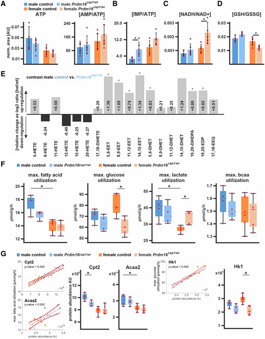 Nutrient metabolism in Prdm16csp1/wt cardiac tissue. (A) Assessment of metabolites critical for energy metabolism using LV tissue and LC-MS. Normalized values are shown for adenosine triphosphate (ATP) and the ratio of adenosine monophosphate (AMP) vs. ATP (AMP/ATP). Analysed biological replicates are n = 4–6 for A to D. (B) The ratio of inosine monophosphate (IMP) vs. ATP (IMP/ATP) is increased in Prdm16csp1/wt hearts. (C) The ratio of reduced vs. oxidized nicotinamide adenine dinucleotide (NADH/NAD+) is increased in female Prdm16csp1/wt hearts. (D) Oxidative capacity of cardiac tissues was assessed with the ratio of reduced vs. oxidized glutathione (GSH/GSSG). Female Prdm16csp1/wt hearts show a significantly reduced GSH/GSSG ratio. (E) Eicosanoids were measured in male Prdm16csp1/wt hearts with LC/ESI-MS-MS. Data are presented as log2 Prdm16csp1/wt/controls ratio with down- or up-regulation as black or grey bars, respectively. All epoxyeicosatrienoic (EET) and dihydroxyeicosatrienoic (DHET) acids are increased in Prdm16csp1/wt cardiac tissue. Corresponding absolute measurements are available in Supplementary material online, Table SVIII in the Data Supplement. Analysed biological replicates are n > 6. (F) Modelling of major cardiac metabolic processes occurred with CARDIOKIN126 using protein expression data. Differences in maximal substrate utilization for fatty acids (FA), glucose, lactate, and branched chain amino acids (bcaa). Box plots show median and 25% quartile. Dots depict maximal capacities for individual animals. (G) Individual protein impact for FA and glucose metabolism was correlated for carnitine palmitoyltransferase 2 (Cpt2), acetyl-CoA acyltransferase 2 (Acaa2), and hexokinase 1 (Hk1) using linear regression analysis of the maximal substrate utilization vs. protein abundance (dashed lines indicate confidence interval, 95%). Box plots show median and 25% quartile. Dots depict Cpt2, Acaa2, and Hk1 maximal capacities for individual animals. Statistical analysis of individual metabolites and processes was performed with unpaired t-test, * indicates P < 0.05. Analysed biological replicates are n = 4–6.