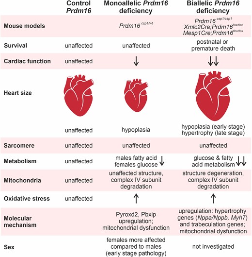 Prdm16 is an early regulator of cardiac metabolism. Assessing different mouse models for the PRDM16 associated cardiomyopathy reveals distinct cardiac phenotypes after mono or biallelic Prdm16 inactivation.9,10,31 Metabolism is differentially affected at early (Prdm16csp1/wt) and late pathology stages (Xmlc2Cre;Prdm16flox/flox, Mesp1Cre;Prdm16flox/flox).10,31