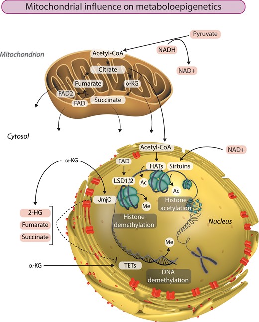Mitochondria are the powerhouses of metaboloepigenetics. Mitochondrial function, and particularly the TCA cycle, provides the intermediate metabolites essential to the generation and modification of epigenetic marks in the nucleus. Histone acetylation by histone acetyltransferases (HATs) is dependent on the availability of acetyl-CoA. On the other hand, histone acetylation can be removed by a class of NAD+-dependent histone deacetylases called sirtuins. LSD1 and LSD2 catalyse demethylation of mono- and di-methylated lysine residues using FAD as a cofactor. The availability of α-ketoglutarate (α-KG) influences histone and DNA demethylation by JmjC and TET enzymes respectively. Succinate, fumarate, and 2-hydroxyglutarate (2-HG) can also influence the epigenetic landscape by inhibiting α-KG-dependent histone and DNA demethylation. Ac, acetyl group; Me, methyl group.