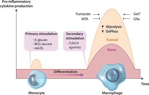 Trained immunity is dependent on metabolic and epigenetic changes. Innate immune cells, such as monocytes, can be functionally reprogrammed in response to exogenous or endogenous stimuli, leading to an altered immune response to a second, unrelated challenge after the return to a non-activated state. Primary stimulation with β-glucan, BCG vaccine or oxLDL induces a de facto memory that is revealed by secondary stimulation with agonists of TLR 2 and 4. Trained immunity is characterized by upregulation of glycolysis and OxPhos, as well as the accumulation of fumarate. The augmented cytokine production is abolished by the global methyltransferase inhibitor 5′-deoxy-5′-MTA and specific inhibition of Set7. Inhibition of G9a enhances the trained phenotype.