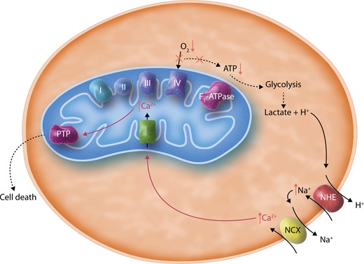 A simplified illustration of cellular changes during ischaemia. This schematic shows that the absence of oxygen (O2) inactivates Complex IV and the electron transport chain, thus preventing ATP generation through the F1-ATPase. This leads to increased glycolysis and the production of lactate, which acidifies the cytosol. NHE is thus stimulated to exchange H+ ions for Na+, and increased cytosolic Na+ in turn activates NCX, leading to increased cytosolic Ca2+. During ischaemia, mitochondrial Ca2+ is thought to increase. The rise of mitochondrial Ca2+ is canonically attributed to transport of cytosolic Ca2+ into the mitochondrial matrix via MCU, though this has not been directly proven. Overaccumulation of mitochondrial Ca2+ is thought to trigger opening of PTP, which may be inhibited by low pH during ischaemia but could become activated upon reperfusion. PTP opening is thought to lead to cell death.