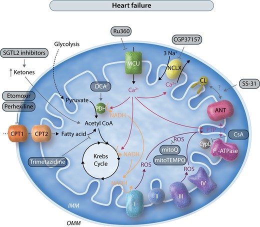Mitochondrial pathways and potential mitochondrial therapeutic targets in heart failure. This schematic illustrates in a simplified manner the interconnections of mitochondrial metabolism, Ca2+, and ROS, and potential therapeutic targets in heart failure. As in Figure 2, interventions are shown with gray arrows. Many of the targets are the same as in Figure 2, including PDH, PTP, MCU, and ROS. Activation of PTP is proposed to play a role in heart failure, thus inhibitors of PTP and ROS have also been shown to be beneficial. SS-31 has also been shown to improve heart failure outcomes. In some heart failure models in which mitochondrial Ca2+ is insufficient, inhibiting NCLX with CGP37157 has had efficacy. In heart failure, inhibitors of fatty acid oxidation including CPT inhibitors are protective, and increased ketone metabolism to presumably stimulate glucose oxidation is also beneficial.