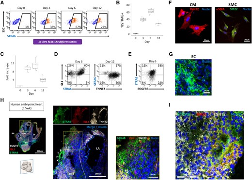 Human STRA6+ heart progenitors in in vitro and in vivo cardiogenesis. (A) Flow cytometry analysis showing the time course of STRA6 protein expression levels in in vitro hESC-derived cells during CM differentiation. SSC, side scatter. (B) Statistical analysis of the %STRA6+ population on FACS in (A). (C) Quantitative PCR results of STRA6 mRNA expression in hESC-derived cells during CM differentiation. (D) Flow cytometry analysis for detection of ISL1+ and/or STRA6+ cells at Day 6 (left) and of TNNT2+ and/or STRA6+ cells at Day 12 (right) in CM differentiation. (E) Flow cytometry analysis for detection of PDGFRB+ and/or STRA6+ cells at Day 6 in mesodermal SMC differentiation. (F) Differentiated CMs (left) and SMCs (right) derived from the STRA6+ progenitor clones that were initially harvested on Day 3 in hESC-CM differentiation in the clonal assay. (G) Differentiated ECs derived from the STRA6− cell-derived clone initially harvested on Day 3 in the clonal assay. (H) Immunohistochemistry of the sectioned human embryonic heart at 5.5 weeks of foetal age. The middle images are the enlarged ones of a yellow square in the left image. The right image is the enlarged one of a yellow square in the middle image. Coronal view. The white dotted lines (left and middle) indicate the OFT structure. Arrowheads (middle) point to the ISL1−TNNT2−STRA6+ vascular structure, indicating dividing OFT. In contrast, a number of STRA6+ cells co-expressing ISL1 and/or TNNT2 are also seen in the OFT region (right). LA, left atria; LV, left ventricle; OFT, outflow tract; RA, right atria; RV, right ventricle. (I) The ISL1−TNNT2−STRA6+ cells in the vascular structure in OFT in (H) co-expressed an SMC marker SM22.