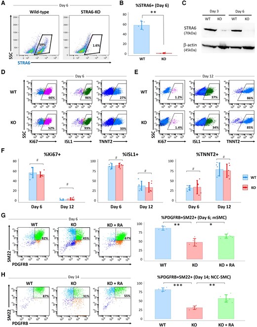 Impacts of STRA6 deletion in the in vitro hESC differentiation into CMs and SMCs. (A and B) Flow cytometry analysis showing the ratios of wild-type (WT) and STRA6-KO hESC-derived STRA6+ cells at Day 6 in CM differentiation. SSC, side scatter. **P < 0.01. (C) Western blotting analysis for expression of STRA6 protein with β-actin protein (a loading control) in WT and STRA6-KO cells at Days 3 and 6 in hESC-CM differentiation. (D and E) Representative images on flow cytometry analysis showing the ratios of a cell proliferation marker Ki67+ (left), an SHF/heart progenitor marker ISL1+ (middle), and a differentiated CM marker TNNT2+ (right) in WT (top) and STRA6-KO (bottom) cells at Days 6 (D) and 12 (E) in hESC-CM differentiation. (F) Statistical data of the ratios of %Ki67+ (left), %ISL1+ (middle), and %TNNT2+ (right) in (D) and (E). #P = not significant. (G) Flow cytometry analysis and statistical data showing the ratios of vascular SMCs (PDGFRB+SM22+) at Day 6 in mesodermal SMC (mSMC) differentiation of WT and STRA6-KO hESCs with or without treatment with retinoic acid (RA, 0.5 μM) during Days 1–6. *P < 0.05 and **P < 0.01. (H) Flow cytometry analysis and statistical data showing the ratios of vascular SMCs (PDGFRB+SM22+) at Day 14 in NCC-derived SMC differentiation of WT and STRA6-KO hESCs with or without treatment with RA (0.5 μM) during Days 6–10. **P < 0.01 and ***P < 0.001. Differences between groups were examined with one-way ANOVA followed by Tukey–Kramer post hoc test.