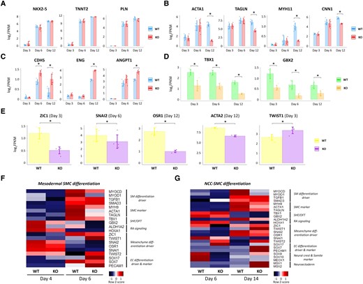 STRA6 deletion down-regulates expression of vascular SMC-related genes and mesenchyme differentiation drivers in cells during CM and SMC differentiation. (A–C) Comparisons of the CM (A), SMC (B), and EC (C) marker genes’ expression between WT and STRA6-KO cells at Days 3, 6, and 12 in hESC-CM differentiation. *P < 0.05. (D) Comparisons of the TBX1 and GBX2 genes’ expression between WT and STRA6-KO cells at Days 3, 6, and 12 in hESC-CM differentiation. *P < 0.05. (E) Comparisons of gene expression of ZIC1 (Day 3), SNAI2 (Day 6), OSR1 (Day 12), ACTA2 (Day 12), and TWIST1 (Day 3) between WT and STRA6-KO cells in CM differentiation. *P < 0.05. Differences between groups were examined with Student’s t-test. (F and G) Quantitative PCR-based gene expression heatmap of the representative SMC differentiation-related genes between WT and STRA6-KO cells at Days 4 and 6 in mesodermal SMC differentiation (left) and at Days 6 and 14 in NCC-SMC differentiation (right).