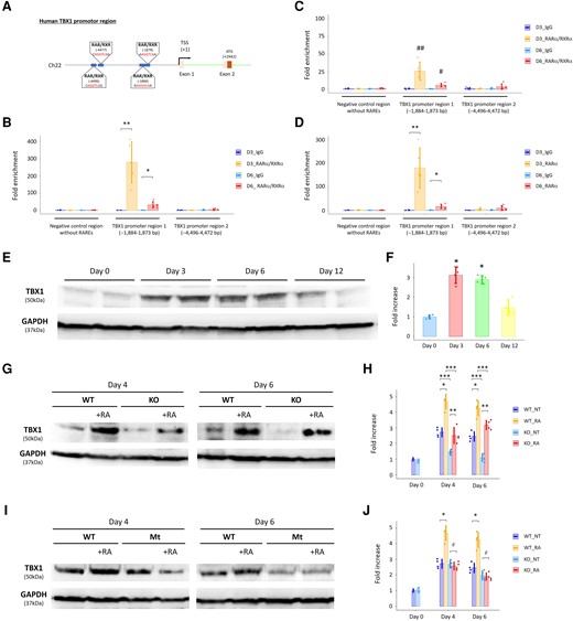 ChIP assays highlight the human-specific binding site of RARα/RXRα complexes on the TBX1 promoter region. (A) Schema showing novel (human-specific) and putative RAR/RXR binding sites (i.e. RARE) on the human TBX1 promoter region. (B) The ChIP assays demonstrated that recruitment of RARα/RXRα complexes onto one of the novel RARE sites of the human TBX1 promoter (−1884–1873 bp) was augmented at Days 3 (D3) and 6 (D6) in CM differentiation of WT hESCs. *P < 0.01 and **P < 0.0001 vs. IgG (negative control). (C) The ChIP assays using STRA6-KO cells demonstrated that RARα/RXRα complexes were also recruited onto the identified RARE site of the human TBX1 promoter (−1884–1873 bp) at Days 3 and 6 in CM differentiation but to a much lesser degree compared with that in WT cells in (B). #P < 0.01 vs. IgG and vs. D6_RARα/RXRα in WT (B). ##P < 0.001 vs. IgG and vs. D3_RARα/RXRα in WT (B). (D) The ChIP assays using only the anti-RARα antibody demonstrated that recruitment of RARα onto the identified RARE site of the human TBX1 promoter (−1884–1873 bp) was augmented at Days 3 and 6 in CM differentiation of WT hESCs again. *P < 0.01 and **P < 0.0001 vs. IgG. (E) Western blotting analysis for expression of TBX1 protein with GAPDH protein (a loading control) in WT cells at Days 0, 3, 6, and 12 in hESC-CM differentiation. (F) Quantitative results in (E). *P < 0.01 vs. Day 0. (G) Comparison of expression of TBX1 protein between WT and STRA6-KO cells at Days 4 and 6 in hESC-CM differentiation with or without treatment with retinoic acid (RA, 0.5 μM) during Days 3–7. GAPDH was used as a loading control. (H) Quantitative results in (G). NT, normal treatment (without adding RA). *P < 0.01 between the NT-administered and RA-co-administered WT cells at Days 4 and 6, respectively. **P < 0.05 between the NT-administered and RA-co-administered STRA6-KO cells at Days 4 and 6, respectively. ***P < 0.01 between WT and STRA6-KO cells under the same treatment conditions at Days 4 and 6, respectively. (I) Comparison of expression of TBX1 protein between WT and TBX1 promoter-mutant (Mt) cells at Days 4 and 6 in hESC-CM differentiation with or without treatment with RA (0.5 μM) during Days 3–7. GAPDH was used as a loading control. (J) Quantitative results in (I). *P < 0.01 between the NT-administered and RA-co-administered WT cells at Days 4 and 6, respectively. #P = not significant between the NT-administered and RA-co-administered TBX1 promoter-mutant cells at Days 4 and 6, respectively. Differences between groups were examined with one-way ANOVA followed by Tukey–Kramer post hoc test.