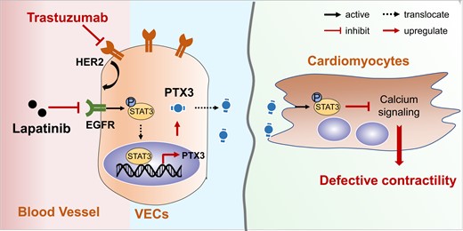 Graphical Abstract