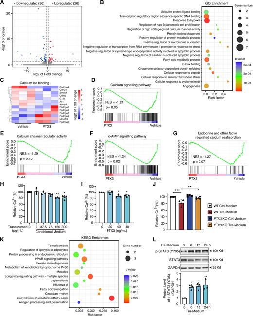 PTX3 reduces the Ca2+ content and impairs the contraction of cardiomyocytes. (A–G) RNA-sequencing of the three mice hearts treated with vehicle or PTX3. (A) The volcano plot of log2-fold change of gene expression. (B) Gene ontology (GO) analysis. (C) Heatmap of different gene expression patterns related to calcium ion binding. (D–G) Gene set enrichment analysis (GSEA). (H and I) Fluo-4 AM staining and flow cytometry showed the effects of conditioned medium and recombinant PTX3 protein on the Ca2+ content of CCC-HEH-2 cells (n = 3). (J) CCC-HEH-2 cells were treated with conditioned medium from HUVECs (WT and PTX3 KO) and measured for the Ca2+ content (n = 4). (K) KEGG pathway enrichment analysis. (L) CCC-HEH-2 cells were treated with conditioned medium at various times as indicated. The protein levels of P-STAT3 (Y705) of CCC-HEH-2 cells were measured by western blot (n = 3). The P-value was calculated by one-way ANOVA (Dunnett’s or Sidak test). *P < 0.05, **P < 0.01; ***P < 0.001. GO, Gene Ontology; NES, normalized enrichment score; Tra-Medium, trastuzumab-medium; KEGG, Kyoto Encyclopedia of Genes and Genomes.