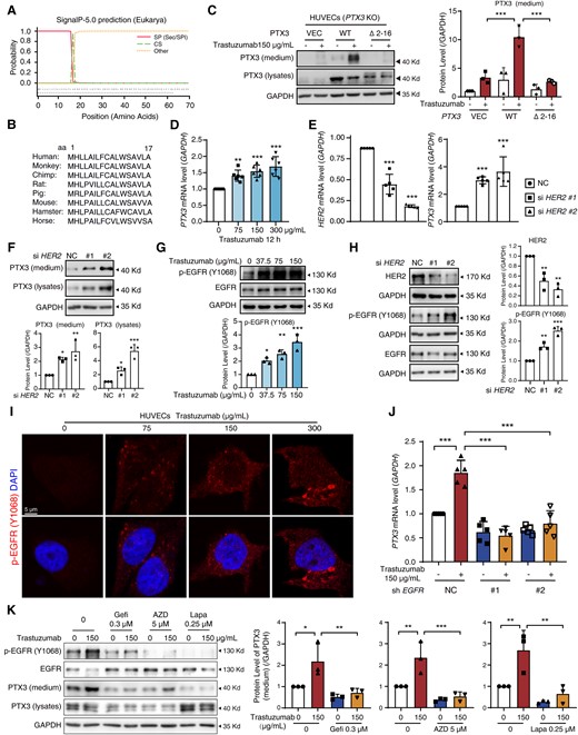 Activation of EGFR in vascular endothelial cells promotes the transcription and secretion of PTX3. (A) The signal peptide prediction for PTX3 via SignalP 5.0. (B) Phylogenetic conservation of the N-terminal amino acids 2–16 in PTX3 protein. (C) HUVECs (PTX3 KO) were transfected with PCDH, PTX3 (WT), or PTX3 harbouring a deletion of amino acids 2–16 (Δ2–16) for 12 h and treated with trastuzumab. The protein levels of secreted-PTX3 were measured by western blot (n = 3). (D) The transcription levels of PTX3 measured by qPCR (n = 6). (E and F) HUVECs were transfected with NC or HER2 siRNA. (E) The transcription levels of HER2 and PTX3 were measured by qPCR (n = 5). (F) The protein levels of PTX3 of medium and lysates were measured by western blot (n = 3). (G and H) Western blot of p-EGFR (Y1068) levels in HUVECs treated with trastuzumab or transfected with NC or HER2 siRNA (n = 3). (I) Immunofluorescence assays of p-EGFR (Y1068) levels in HUVECs (n = 3). Scale bar, 5 μm. (J) The transcription levels of PTX3 in HUVECs that were transfected with EGFR shRNA (#1, #2) or NC lentivirus (n = 5). (K) HUVECs were exposed to trastuzumab with or without gefitinib, AZD3759, or lapatinib for 24 h. The protein levels of secreted-PTX3 were measured by western blot (n = 3). The P-value was calculated by one-way ANOVA (Dunnett’s or Sidak test). *P < 0.05, **P < 0.01, ***P < 0.001. VEC, Vector; DAPI, 4’,6-diamidino-2-phenylindole; Gefi, gefitinib; AZD, AZD3759; Lapa, lapatinib.