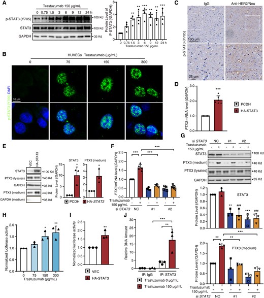STAT3 functions as a transcription factor of PTX3 in HUVECs. (A and B) HUVECs were treated with trastuzumab at various times or various concentrations of trastuzumab as indicated. (A) The level of p-STAT3 (Y705) measured by western blot (n = 4). (B) Representative images of HUVECs with p-STAT3 (Y705, green) and DAPI (blue) (n = 3). Scale bar, 10 μm. (C) Sprague Dawley rats were treated with IgG or anti-HER2/neu antibody by i.v. for 4 weeks. Heart sections were stained with p-STAT3 (Y705) antibody by immunohistochemistry (n = 3). Scale bar, 100 μm and 25 μm. (D and E) HUVECs were transfected with PCDH or HA-STAT3 plasmid. (D) The PTX3 mRNA level was measured by qPCR (n = 6). (E) The protein levels of STAT3 and PTX3 were measured by western blot (n = 3). (F and G) HUVECs were transfected with NC or STAT3 siRNA for 12 h and then treated with or without trastuzumab. (F) The PTX3 mRNA level (n = 5). (G) The protein levels of STAT3 and secreted-PTX3 (n = 3). (H) Relative luciferase activity in HUVECs treated with various concentrations of trastuzumab for 12 h (n = 3). (I) Relative luciferase activity in HUVECs transfected with PCDH or HA-STAT3 plasmid (n = 3). (J) ChIP-qPCR analysis of STAT3 binding to the promoter of the PTX3 gene in HUVECs (n = 3). The P-value was calculated by one-way ANOVA (Dunnett’s or Sidak test) or Student’s t-test (unpaired, two-tailed, two groups). *P < 0.05, **P < 0.01, ***P < 0.001 (comparing with the indicated group or lane one) and ###P < 0.001 (comparing with lane two in Figure 6G). DAPI, 4′,6-diamidino-2-phenylindole; VEC, Vector.