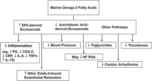 Mechanisms by which marine omega-3 fatty acids may lower cardiovascular disease risk. COX-2, cyclooxygenase-2; CRP, C-reactive protein; EPA, eicosapentaenoic acid; HF, heart failure; IL-6, interleukin-6; IL-10, interleukin-10; PG, prostaglandin; TNFα, tumour necrosis factor-α. Adapted from Manson et al.7 Copyright © 2012, Elsevier. Used with permission.
