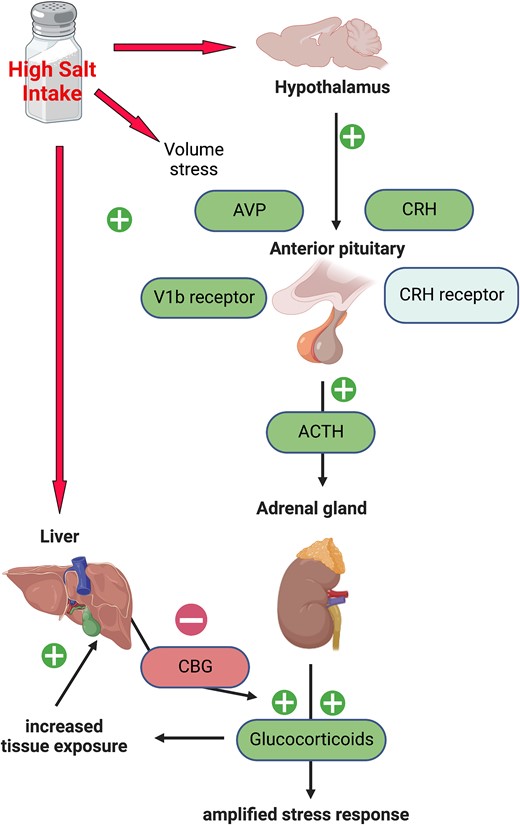 Graphical abstract