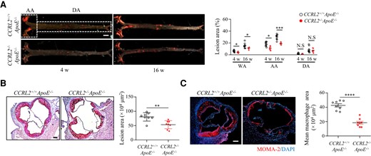 CCRL2 deficiency reduces lipid deposition and macrophage accumulation in the aorta of ApoE−/− mice. (A) CCRL2+/+ApoE−/− and CCRL2−/−ApoE−/− mice were fed HFD for 4 or 16 weeks and analysed for plaque size. Lipid deposition in representative images of en face Sudan IV stained whole aorta is shown. Bar = 2 mm. n = 8 mice per group. The lesion area was quantified and displayed as the percentages of lipid deposition area of the whole aorta (WA), aortic arch (AA) or descending aorta (DA) (n = 8 mice per group). *P < 0.05, **P < 0.01, ***P < 0.001 by two-way ANOVA with Sidak test for multiple comparisons. (B) Representative images of frozen aortic root cross-sections from CCRL2−/−ApoE−/− and CCRL2+/+ApoE−/− mice fed HFD for 16 weeks were stained with Oil red O (n = 8 mice per group). Bar = 200 µm. The lesion area was quantified. **P < 0.01 by unpaired Student’s t-test. (C) Aortic root sections from CCRL2−/−ApoE−/− and CCRL2+/+ApoE−/− mice fed HFD for 16 weeks were stained and quantified for macrophages (n = 8 mice per group). Bar = 200 µm. ****P < 0.0001 by unpaired Student’s t-test.