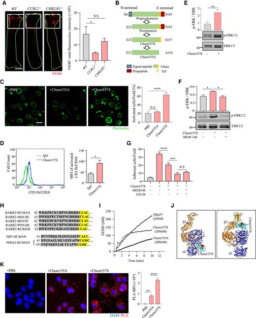 Chemerin activates β2 integrin and downstream ERK1/2 in monocytes via its PDI-like activity. (A) Whole mount staining of LCA from WT, CCRL2−/−, and CMKLR1−/− mice 7 days after PCL (n = 3 per group). The white square indicates the disturbed flow region. Red, F4/80. F4/80+ fluorescence intensity was quantified. Bar = 1 mm. *P < 0.05 by one-way ANOVA. (B) Schematic diagram of Chem157S (high bioactivity) and Chem155A (an inactive isoform). (C) Cultured THP-1 cells were stimulated with PBS, Chem155A or Chem157S and stained with phalloidin (n > 6 per group). Activated cells were morphologically defined by increased pseudopodia protrusions. *P < 0.05, ****P < 0.0001 by one-way ANOVA. (D) THP-1 cells were stimulated with Chem157S for 5 min and stained for β2 integrin (CD11b/CD18) with Mab24 and Alexa Fluor 488-conjugated donkey anti-mouse IgG (n = 5 per group). Fluorescence was assessed by flow cytometry. *P < 0.05 by one-way ANOVA. (E) THP-1 cells were treated with Chem157S (100 ng/mL) for 5 min, and ERK1/2 phosphorylation was detected by Western blotting (n = 3 per group). Full blots are shown in the Supplementary material online, Figure S8C. **P < 0.01 by unpaired Student’s t-test. (F) THP-1 cells were pre-incubated with the β2 integrin blocking antibody MEM148 and then stimulated with Chem157S for 5 min (n = 3 per group). The phosphorylation of ERK1/2 was quantified. Full blots can be found in the Supplementary material online, Figure S8D. *P < 0.05 by unpaired Student’s t-test. (G) Dil-labelled THP-1 cells were incubated with or without inhibitors (MEM148 and U0126), stimulated with Chem157S, and then cocultured with HUVECs. ***P < 0.001, ****P < 0.0001 by one-way ANOVA. (H) Partial amino acid sequence including the ‘CXXC’ motif of chemerin (RARR2) in different species, MIF, and Erp57 (PDIA3). (I) Di-E-GSSG assay for the enzymatic activities. A total of 150 nM Di-E-GSSG was incubated with or without ERp57, Chem155A or Chem157S. The relative fluorescence unit (RFU) of EGSH formed over time is shown. (J) A 3D ribbon display of the binding modes between human chemerin and integrin αL (left) or human chemerin and integrin β2 (right) was estimated using a rigid docking method. Disulfide bonds in integrins are marked in yellow. The putative enzymatic center of chemerin is labelled with red spheres. αL, integrin αL (blue). β2, integrin β2 (orange). (K) Proximity ligation assay (PLA) showing the interaction between Chem157S and β2 integrin in THP-1 cells (n = 9 per group). **P < 0.01, ****P < 0.0001 by one-way ANOVA.