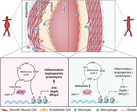 Graphical Abstract