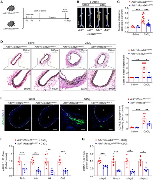 ADK deficiency inhibits CaCl2-induced AAA formation in mice. (A) Experimental schematic representation of CaCl2-induced AAA in male ADK+/+/Rosa26Cre/ERT2 and ADKF/+/Rosa26Cre/ERT2 mice. (B) Representative images of abdominal aortas from ADK+/+/Rosa26Cre/ERT2 and ADKF/+/Rosa26Cre/ERT2 mice at 6 weeks after saline or CaCl2 application. (C) Maximal abdominal aortic diameter in ADK+/+/Rosa26Cre/ERT2 and ADKF/+/Rosa26Cre/ERT2 mice at 6 weeks after saline or CaCl2 application (n = 5–12). (D) Representative staining with elastin (left) and elastin fragmentation score (right) in abdominal aortas from ADK+/+/Rosa26Cre/ERT2 and ADKF/+/Rosa26Cre/ERT2 mice at 6 weeks after saline or CaCl2 application (n = 5–12). (E) Representative images (left) and quantification (right) of LGALS3 immunofluorescent staining of abdominal aortas from ADK+/+/Rosa26Cre/ERT2 and ADKF/+/Rosa26Cre/ERT2 mice at 6 weeks after CaCl2 application (n = 5–6), L: lumen, scale bar = 50 μm. (F, G) qPCR analysis of inflammatory cytokines (F) and MMPs (G) in abdominal aortas from ADK+/+/Rosa26Cre/ERT2 and ADKF/+/Rosa26Cre/ERT2 mice at 6 weeks after CaCl2 application (n = 6). Two-way ANOVA followed by Tukey post hoc test for (C) and (E), Kruskal–Wallis test followed by Dunn’s post hoc test for (D), two-tailed unpaired Student’s t-test for (F) and (G, Mmp2), two-tailed unpaired Student’s t-test with Welch’s correction for (G, Mmp3, and Mmp9), and Mann–Whitney U test for (G, Mmp12). All data are represented as mean ± SEM. *P < 0.05, **P < 0.01, and ***P < 0.001 for indicated comparisons.