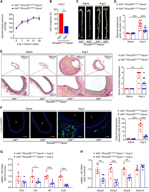 ADK deficiency suppresses Ang II-induced AAA formation in Apoe−/− mice. (A) Systolic blood pressure of male ADK+/+/Rosa26Cre/ERT2/Apoe−/− and ADKF/+/Rosa26Cre/ERT2/Apoe−/− mice during Ang II infusion (n = 6–9). (B) The incidence of Ang II-induced AAA in male ADK+/+/Rosa26Cre/ERT2/Apoe−/− and ADKF/+/Rosa26Cre/ERT2/Apoe−/− mice (n = 10–12). (C) Representative images of whole aortas from male ADK+/+/Rosa26Cre/ERT2/Apoe−/− and ADKF/+/Rosa26Cre/ERT2/Apoe−/− mice following 4 weeks of saline or Ang II infusion. (D) Maximal abdominal aortic diameter in male ADK+/+/Rosa26Cre/ERT2/Apoe−/− and ADKF/+/Rosa26Cre/ERT2/Apoe−/− mice following 4 weeks of saline or Ang II infusion (n = 8–12). (E) Representative staining with elastin (left) and elastin fragmentation score (right) in abdominal aortas from male ADK+/+/Rosa26Cre/ERT2/Apoe−/− and ADKF/+/Rosa26Cre/ERT2/Apoe−/− mice following 4 weeks of saline or Ang II infusion (n = 5–12). (F) Representative images (left) and quantification (right) of LGALS3 immunofluorescent staining of abdominal aortas from male ADK+/+/Rosa26Cre/ERT2/Apoe−/− and ADKF/+/Rosa26Cre/ERT2/Apoe−/− mice following 4 weeks of saline or Ang II infusion (n = 6–8), L: lumen, scale bar = 50 μm. (G, H) qPCR analysis of inflammatory cytokines (G) and MMPs (H) in abdominal aortas from male ADK+/+/Rosa26Cre/ERT2/Apoe−/− and ADKF/+/Rosa26Cre/ERT2/Apoe−/− mice following 4 weeks of Ang II infusion (n = 6). Mixed-effects model followed by Bonferroni’s post hoc test for (A), two-sided Fisher’s exact test for (B), two-way ANOVA followed by Tukey post hoc test for (D) and (F), Kruskal–Wallis test followed by Dunn’s post hoc test for (E), two-tailed unpaired Student’s t-test for (G, Tnfa, Il6, and Ccl2) and (H), and two-tailed unpaired Student’s t-test with Welch’s correction for (G, Il1b). All data are represented as mean ± SEM *P < 0.05, **P < 0.01, and ***P < 0.001 for indicated comparisons.