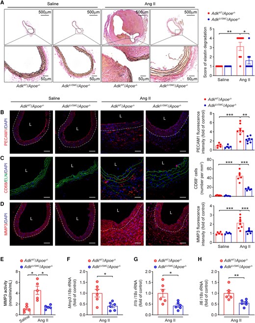 Vascular smooth muscle cell-specific ADK ablation decreases Ang II-induced abdominal aortic pathological changes in Apoe−/− mice. (A) Representative staining with elastin (left) and elastin fragmentation score (right) in abdominal aortas from male ADKWT/Apoe−/− and ADKΔVSMC/Apoe−/− mice following 4 weeks of saline or Ang II infusion (n = 5–8). (B–D) Representative images (left) and corresponding quantification (right) of PECAM1 (B), CD68 (C), and MMP3 (D) immunofluorescent staining of abdominal aortas from male ADKWT/Apoe−/− and ADKΔVSMC/Apoe−/− mice after 4 weeks of saline or Ang II infusion (n = 5–8), L: lumen, scale bar = 50 μm. (E) MMP3 catalytic activity in abdominal aortas from male ADKWT/Apoe−/− and ADKΔVSMC/Apoe−/− mice after 4 weeks of saline or Ang II infusion (n = 5). (F–H) qPCR analysis of Mmp3 (F), Il1b (G), and Il6 (H) in abdominal aortas from male ADKWT/Apoe−/− and ADKΔVSMC/Apoe−/− mice following 4 weeks of Ang II infusion (n = 6). Kruskal–Wallis test followed by Dunn’s post hoc test for (A), two-way ANOVA followed by Tukey post hoc test for (B–D), Brown–Forsythe ANOVA and Welch’s ANOVA test with Dunnett’s T3 multiple comparison for (E), and two-tailed unpaired Student’s t-test for (F–H). All data are represented as mean ±SEM *P < 0.05, **P < 0.01, and ***P < 0.001 for indicated comparisons.