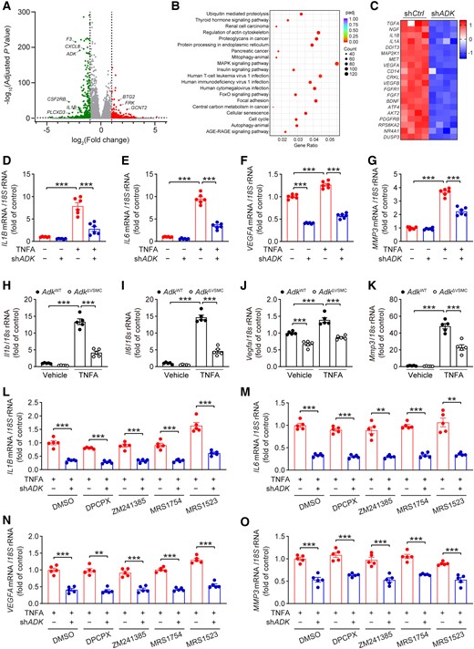 ADK knockdown attenuates inflammatory responses in HASMCs independent of adenosine receptors. (A) Volcano plot with up- or down-regulated genes in ADK-knockdown HASMCs highlighted in red or green, respectively. (B) Scatter plot of the top 20 KEGG pathways of all DEGs in ADK-knockdown HASMCs. The colour of the dot represents the adjusted P value, and the size of the dot represents the number of DEGs. (C) Heatmap analysis of the top 20 down-regulated genes in the MAPK signalling pathway in ADK-knockdown HASMCs. (D) qPCR analysis of mRNA levels of IL1B, (E)IL6, (F) VEGFA, and (G) MMP3 in TNFA-treated (10 ng/mL for 12 h) control and ADK-knockdown HASMCs (n = 6). (H) qPCR analysis of mRNA levels of Il1b, (I) Il6, (J) Vegfa, and (K) Mmp3 in TNFA-treated (10 ng/mL for 24 h) control and Adk-knockout abdominal aortic SMCs (n = 5). (L) qPCR analysis of mRNA levels of IL1B, (M) IL6, (N) VEGFA , and (O) MMP3 in TNFA-treated (10 ng/mL for 12 h) control or ADK-knockdown HASMCs pre-treated for 30 min with 5 μM DPCPX, 5 μM ZM241385, 5 μM MRS1754, or 5 μM MRS1523 (n = 5). Two-way ANOVA followed by Tukey post hoc test for (D–K), two-tailed unpaired Student’s t-test for (L, DPCPX, ZM241385, and MRS1523), (M, DMSO (dimethyl sulfoxide), DPCPX, and MRS1754), (N, DMSO, ZM241385, MRS1754, and MRS1523), and (O, DMSO, ZM241385, and MRS1523), two-tailed unpaired Student’s t-test with Welch’s correction for (L, DMSO, and MRS1754), (M, ZM241385, and MRS1523), and (O, DPCPX, and MRS1754), and Mann–Whitney U test for (N, DPCPX). All data are represented as mean ± SEM **P < 0.01 and ***P < 0.001 for indicated comparisons.