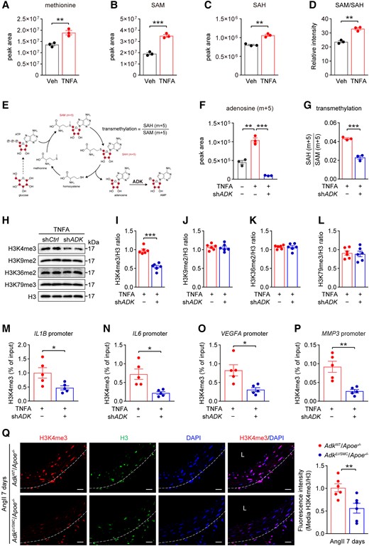 ADK knockdown decreases inflammatory responses in HASMCs via histone methylation. (A) Liquid chromatography–mass spectrometry (LC–MS) analysis of intracellular methionine, (B) SAM, (C) SAH, and (D) SAM/SAH in HASMCs treated with TNFA (10 ng/mL) for 4 h (n = 3). (E) Schematic diagram of the expected isotopologues of methionine cycle metabolites produced during 13C6-glucose tracing. The transmethylation of SAM can be monitored with the ratio of labelled SAH (m + 5) to labelled SAM (m + 5). (F–G) Mass isotopomer distribution of adenosine (m + 5) (F) and the SAH (m + 5):SAM (m + 5) ratio (G) in control or ADK-knockdown HASMCs treated with or without TNFA (10 ng/mL) for 4 h in a medium containing 13C6-glucose (22 mM) (n = 3). (H–L) Representative western blot results of H3K4me3, H3K9me2, H3K36me2, H3K79me3, and total H3 (H) in TNFA-treated (10 ng/mL for 4 h) control or ADK-knockdown HASMCs and relative ratio of H3K4me3/H3 (I), H3K9me2/H3 (J), H3K36me2/H3 (K), and H3K79me3/H3 (L) were quantitated by densitometric analysis of the corresponding western blots (n = 6). (M–P) ChIP analysis of H3K4me3 on promoter of IL1B (M), IL6 (N), VEGFA (O), and MMP3 (P) in TNFA-treated (10 ng/mL for 4 h) control or ADK-knockdown HASMCs. Enrichment of the indicated gene promoters was assessed by qPCR (n = 5). (Q) Representative images (left) and quantification (right) of H3K4me3 immunofluorescent staining of abdominal aortas from ADKWT/Apoe−/− and ADKΔVSMC/Apoe−/− mice after 7 days of Ang II infusion (n = 5), L: lumen, scale bar = 50 μm. Two-tailed unpaired Student’s t-test for (A–D), (G), (I–M), (O), and (Q), one-way ANOVA with Bonferroni’s post hoc test for (F), and two-tailed unpaired Student’s t-test with Welch’s correction for (N) and (P). All data are represented as mean ± SEM *P < 0.05, **P < 0.01, and ***P < 0.001 for indicated comparisons.