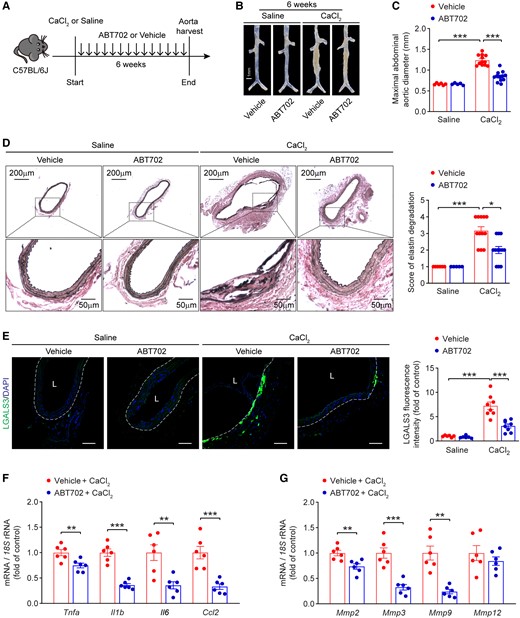 Adenosine kinase inhibitor ABT702 reduces CaCl2-induced AAA in mice. (A) Experimental schematic representation of CaCl2-induced AAA in wild-type male mice treated with vehicle or ABT702. (B) Representative images of abdominal aortas from vehicle- and ABT702-treated mice at 6 weeks after saline or CaCl2 application. (C) Maximal abdominal aortic diameter in vehicle- and ABT702-treated mice at 6 weeks after saline or CaCl2 application (n = 5–12). (D) Representative staining with elastin (left) and elastin fragmentation score (right) in abdominal aortas from vehicle- and ABT702-treated mice at 6 weeks after saline or CaCl2 application (n = 5–12). (E) Representative images of LGALS3 immunofluorescent staining (left) and quantification of LGALS3+ cells (right) in abdominal aortas from vehicle- and ABT702-treated mice at 6 weeks after saline or CaCl2 application (n = 6–8), L: lumen, scale bar = 50 μm. (F) qPCR analysis of inflammatory cytokines and (G) MMPs in abdominal aortas from vehicle- and ABT702-treated mice at 6 weeks after CaCl2 application (n = 6). Two-way ANOVA followed by Tukey post hoc test for (C) and (E), Kruskal–Wallis test followed by Dunn’s post hoc test for (D), two-tailed unpaired Student’s t-test for (F) and (G, Mmp2, Mmp3, and Mmp12), and two-tailed unpaired Student’s t-test with Welch’s correction for (G, Mmp9). All data are represented as mean ± SEM *P < 0.05, **P < 0.01, and ***P < 0.001 for indicated comparisons.