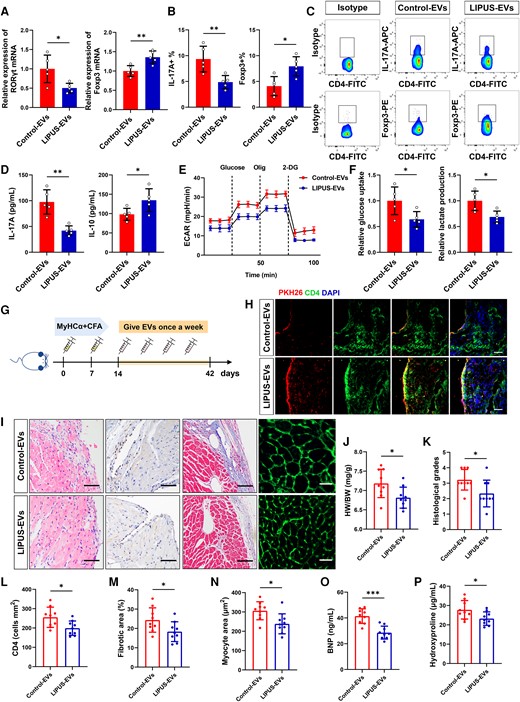 Functional validation of LIPUS-EVs in vitro and in vivo. (A) Levels of RORγt mRNA and Foxp3 mRNA expression in vitro by qPCR (RORγt: P = 0.0183; Foxp3:P = 0.0057, n = 5). (B, C) The percentages of Th17 cell (IL-17A+) and Treg cell (Foxp3+) were measured in vitro (IL-17A+: P = 0.0083; Foxp3+: P = 0.0104, n = 5). (D) The levels of IL-17A and IL-10 in CD4+ T cells were measured by ELISA (IL-17A: P = 0.0012; IL-10: P = 0.0401, n = 5). (E) The ECAR was measured over time from basal levels and followed by glucose, oligomycin, and 2-deoxy-D-glucose (2-DG) addition. (F) Cellular glucose uptake and lactate production were measured after EVs addition (glucose uptake: P = 0.0309; lactate production: P = 0.0129, n = 5). (G) Injection schedule. Mice were injected with MyHCα+CFA on day 0 and day 7. Then mice were given LIPUS-EVs and Control-EVs once a week and sacrificed on day 42. (H) Purified EVs were labelled with the PKH26 and injected into mice via the tail vein; the heart tissue was collected 12 h after the fourth injection (scale bar = 100 μm). The frozen heart sections were stained with CD4 antibody (red) and DAPI (blue). (J) HW/BW ratios were measured (P = 0.0278). (I, K) Results of H&E staining (scale bars = 100 μm; P = 0.0267). (I, L) CD4+ cell infiltration in the cardiac sections was analysed by immunohistochemistry (scale bars = 100 μm; P = 0.0182). (I, M) Results of masson staining (scale bars = 100 μm; P = 0.0414). (I, N) FITC-WGA staining of cardiomyocyte membrane (scale bars = 50 μm; P = 0.0101). (O) Levels of BNP in plasma of mice by ELISA (P = 0.0001). (P) Levels of hydroxyproline contents in plasma of mice by ELISA (P = 0.0348). (J–P, n = 9). Results are expressed as mean ± SD. Comparisons of parameters were performed with student's t-test. *P < 0.05; **P < 0.01; ***P < 0.001.