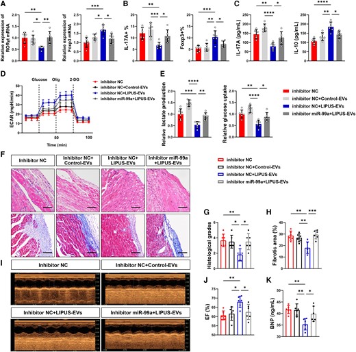Functional validation of miR-99a in vitro and in vivo. (A–E) LIPUS-EVs were added to CD4+ T cells in the presence or absence of inhibitor miR-99a. (A) Levels of RORγt mRNA and Foxp3 mRNA expression in vitro by qPCR (RORγt: P = 0.0079 vs. inhibitor NC, P = 0.0377 vs. inhibitor NC + Control-EVs, P = 0.0054 vs. inhibitor NC + LIPUS-EVs; Foxp3: P = 0.0004 vs. inhibitor NC, P = 0.0433 vs. inhibitor NC + Control-EVs, P = 0.0121 vs. inhibitor NC + LIPUS-EVs). (B) The percentages of Th17 cell and Treg cell were assessed by flow cytometry in vitro (CD4+ IL-17A+: P = 0.0076 vs. inhibitor NC, P = 0.0006 vs. inhibitor NC + Control-EVs, P = 0.0473 vs. inhibitor NC + LIPUS-EVs; CD4+ Foxp3+: P = 0.0008 vs. inhibitor NC, P = 0.0026 vs. inhibitor NC + Control-EVs, P = 0.0434 vs. inhibitor NC + LIPUS-EVs). (C) The levels of cytokines, including IL-17A and IL-10 in CD4+ T cells, were measured by ELISA (IL-17A: P = 0.0001 vs. inhibitor NC, P < 0.0001 vs. inhibitor NC + Control-EVs, P = 0.0266 vs. inhibtor NC + LIPUS-EVs; IL-10: P < 0.0001 vs. inhibitor NC, P = 0.0016 vs. inhibitor NC + Control-EVs, P = 0.0106 vs. inhibitor NC + LIPUS-EVs). (D) The ECAR was measured over time from basal levels and followed by glucose, oligomycin, and 2-DG addition. (E) Cellular glucose uptake and lactate production were measured after EVs addition (glucose uptake: P = 0.0017 P < 0.0001 P = 0.0283; lactate production: P = 0.0007 P < 0.0001 P = 0.0064). (F–P) LIPUS-EVs were injected to iDCM mice in the presence or absence of miR-99a inhibitor. (F, G) Results of H&E staining (scale bars = 100 μm; P = 0.0080 vs. inhibitor NC, P = 0.0167 vs. inhibitor NC + Control-EVs, P = 0.0167 vs. inhibitor NC + LIPUS-EVs). (F, H) Results of masson staining (scale bars = 100 μm; P = 0.0013 vs. inhibitor NC, P = 0.0077 vs. inhibitor NC + Control-EVs, P = 0.0006 vs. inhibitor NC + LIPUS-EVs). (I, J) EF was measured using echocardiography. (P = 0.0054 vs. inhibitor NC, P = 0.0162 vs. inhibitor NC + Control-EVs, P = 0.0444 vs. inhibitor NC + LIPUS-EVs). (K) Levels of BNP in plasma of mice by ELISA (P = 0.0020 vs. inhibitor NC, P = 0.0027 vs. inhibitor NC + Control-EVs, P = 0.0304 vs. inhibitor NC + LIPUS-EVs). Results are expressed as mean ± SD; one-way ANOVA with Bonferroni post hoc test; *P < 0.05; **P < 0.01; ***P < 0.001; ****P < 0.0001.