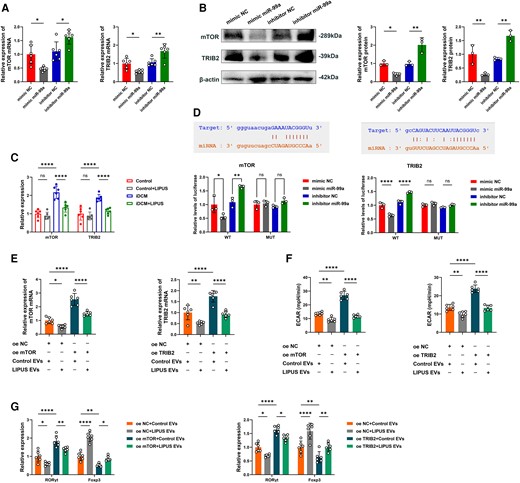 EVs miR-99a controls CD4+ T-cell inflammatory responses by targeting mTOR and TRIB2. (A) Relative mRNA expression of the target gene mTOR and TRIB2 in CD4+ T cells treated with mimic NC, mimic miR-99a, NC inhibitor, or miR-99a inhibitor (mTOR: P = 0.0160 vs. mimic NC; P = 0.0204 vs. inhibitor NC; TRIB2: P = 0.0419 vs. mimic NC; P = 0.0031 vs. inhibitor NC). (B) Representative blots showing protein expression of the target gene mTOR and TRIB2 in CD4+ T cells treated with mimic NC, mimic miR-99a, NC inhibitor, or miR-99a inhibitor (mTOR: P = 0.0481 vs. mimic NC; P = 0.0021 vs. inhibitor NC; TRIB2: P = 0.0091 vs. mimic NC; P = 0.0039 vs. inhibitor NC, N = 3 independent repeats). (C) Relative mRNA expression of mTOR and TRIB2 in CD4+ T cells before and after LIPUS treatment in Control and iDCM mice (mTOR: P < 0.0001 vs. Control; P < 0.0001 vs. iDCM; TRIB2: P < 0.0001 vs. Control; P < 0.0001 vs. iDCM). (D) The matched base pairs in the binding region of miR-99a and the reporter plasmids containing the wild-type mTOR and TRIB2. Relative luciferase reporter activity of vectors carrying the luciferase gene and a fragment of mTOR and TRIB2 3′UTR with wild- or inhibitor, or miR-99a inhibitor (mTOR WT: P = 0.0142 vs. mimic NC; P = 0.0018 vs. inhibitor NC; TRIB2 WT: P < 0.0001 vs. mimic NC; P < 0.0001 vs. inhibitor NC). (E) Relative mRNA expression of the target gene mTOR and TRIB2 in CD4+ T cells treated with transfected with mTOR or TRIB2 and incubated with EVs (mTOR: P = 0.0429 oe NC + LIPUS-EVs vs. oe NC + Control EVs; P < 0.0001 vs. oe mTOR + Control EVs; TRIB2: P = 0.0087 oe NC + LIPUS-EVs vs. oe NC + Control EVs; P < 0.0001 vs. oe mTOR + Control EVs). (F) ECAR was measured in CD4+ T cells treated with transfected with mTOR or TRIB2 and incubated with EVs (mTOR: P = 0.0028 oe NC + LIPUS-EVs vs. oe NC + Control EVs; P < 0.0001 vs. oe mTOR + Control EVs; TRIB2: P = 0.0019 oe NC + LIPUS-EVs vs. oe NC + Control EVs; P < 0.0001 vs. oe mTOR + Control EVs). (G) Levels of RORγt mRNA and Foxp3 mRNA expression in CD4+ T cells treated with transfected with mTOR or TRIB2 and incubated with EVs (mTOR RORγt: P = 0.0108 oe NC + LIPUS EVs vs. oe NC + Control EVs; P < 0.0001 oe mTOR + Control EVs vs. oe NC + Control EVs; P = 0.0036 oe mTOR + LIPUS EVs vs. oe mTOR + Control EVs; mTOR Foxp3: P < 0.0001 oe NC + LIPUS EVs vs. oe NC + Control EVs; P = 0.0021 oe mTOR + Control EVs vs. oe NC + Control EVs; P = 0.0307 oe mTOR + LIPUS EVs vs. oe mTOR + Control EVs; TRIB2 RORγt: P = 0.0338 oe NC + LIPUS EVs vs. oe NC + Control EVs; P < 0.0001 oe TRIB2 + Control EVs vs. oe NC + Control EVs; P = 0.0339 oe TRIB2 + LIPUS EVs vs. oe TRIB2 + Control EVs; TRIB2 Foxp3: P < 0.0001 oe NC + LIPUS EVs vs. oe NC + Control EVs; P = 0.0085 oe TRIB2 + Control EVs vs. oe NC + Control EVs; P = 0.0062 oe TRIB2 + LIPUS EVs vs. oe TRIB2 + Control EVs; A and C–G, n = 6). Results are expressed as the mean ± SD; one-way ANOVA with Bonferroni post hoc test; *P < 0.05; **P < 0.01; ****P < 0.0001.