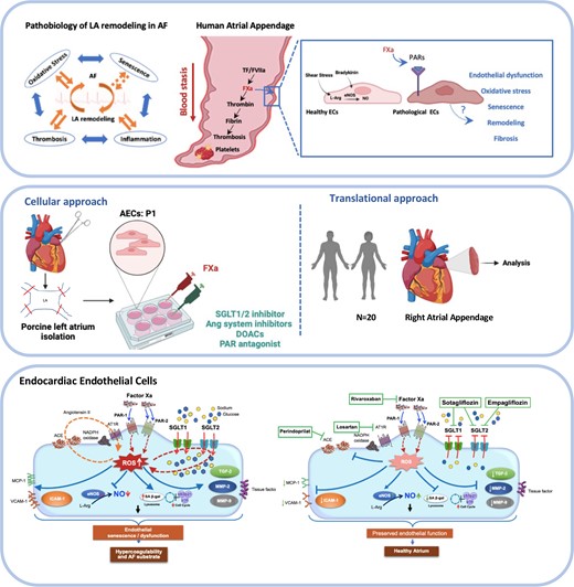 Graphical Abstract