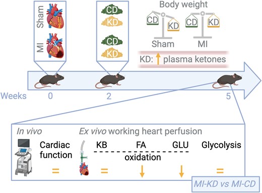 The ketogenic diet is unable to improve cardiac function in ischaemic heart failure (referred to as MI, myocardial infarction). C57BL/6J male mice underwent either a sham surgery or permanent left anterior descending coronary artery ligation surgery to induce heart failure. After two weeks, mice were treated with either a control diet (regular chow diet, CD) or a ketogenic diet (KD) for three weeks. Although promoting the expected metabolic effects, including reduction of body weight in healthy mice, in addition to increasing circulating ketone bodies and reducing fasted blood glucose levels in failing heart mice, KD did not ameliorate systolic and diastolic dysfunction (in vivo echocardiographic measurements) or cardiac work (ex vivo measurements in isolated working heart perfusions). The KD diet did not increase cardiac ketone oxidation (KB oxidation) rates. Instead, it increased the heart’s dependence on fatty acids (FA) for energy production due to a decrease in glucose (GLU) oxidation in the failing heart. FA oxidation (FAO) and glycolytic rates were unchanged in sham or ischaemic mice fed CD or KD. The KD diet decreases cardiac efficiency (measured as cardiac work/O2 consumed ratio). Oxygen consumption was measured in the isolated working hearts: in sham hearts, KD did not affect oxygen consumption or cardiac efficiency (regardless of whether insulin was present or absent); while MI CD hearts had lower oxygen consumption than sham CD hearts, cardiac efficiency was not decreased, primarily due to the lower cardiac work in the MI CD hearts. On the contrary, the KD decreased cardiac efficiency in the MI hearts, consistently with the increased dependence of these hearts on FAO. The figure was created with BioRender.com.