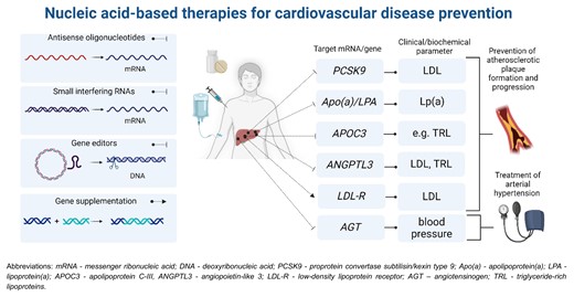 Nucleic acid-based therapies in cardiovascular prevention. Blunt arrows indicate inhibition of the target mRNA/gene (antisense oligonucleotides, small interfering RNAs, and gene editors) and a sharp arrow indicates gene supplementation.