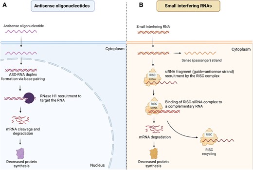 Mechanism of action of ASOs and siRNAs. (A) the RNA–DNA heteroduplex complex is formed when ASOs bind to mRNA with further recruitment of the endogenous enzyme RNase-H, which catalyzes mRNA degradation. (B) siRNA molecules are introduced into the cytoplasm, upon entering the cytoplasm, siRNA molecules bind to argonaute (AGO) proteins, which are part of the RNA-induced silencing complex (RISC). Within the RISC complex, the passenger strand of siRNA is separated from the guide strand, which remains bound to the AGO protein as the mature RISC complex. The guide strand within the RISC complex uses its sequence to recognize complementary mRNA molecules, usually within the cytoplasm of the same cell. Once the target mRNA is recognized, the AGO protein within the RISC complex cleaves the mRNA molecule, leading to its degradation and subsequent gene silencing. This cleavage activity is carried out by the RNAse H1 domain present in AGO proteins. ASO, antisense oligonucleotide; siRNA, small interfering RNA; RISC, RNA-induced silencing complex.