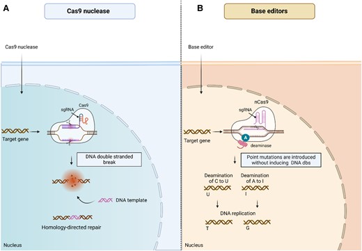 Gene editing by CRISPR-based drugs. (A) Conventional CRISPR–Cas9 system contains sgRNA, which is complementary to the target DNA sequence and a Cas9 enzyme. The CRISPR/Cas9 complex binds to the target DNA sequence and cuts it at a specific site, creating a DBS. DNA repair pathways include non-homologous end joining (not shown) or homology-directed repair. NHEJ can introduce small mutations, while HDR allows for precise DNA sequence changes using DNA template delivered by the CRISPR/Cas9 system. The resulting repaired DNA leads to desired gene edits. (B) Base editing is a form of gene editing that allows for precise changes to individual nucleotide bases in the DNA molecule. It involves fusing the Cas9 nickase with a cytidine deaminase enzyme (for C-to-T edits) or an adenine deaminase enzyme (for A-to-G edits) to create a base editor complex. The complex is guided to the target DNA sequence by a sgRNA. Once bound to the DNA, the base editor modifies the target base without creating a DSB.