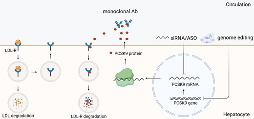 PCSK9 synthesis, secretion, and inhibition by nucleic acid-targeted therapies. PCSK9 is synthesized in the liver. After secretion, it binds to LDL-R, thus leading to LDL-R internalization and degradation (‘coupled degardation’), and preventing it from recycling. Therefore, inhibiting PCSK9 results in LDL-C reduction. LDL-R, low-density lipoprotein receptor; PCSK9, proprotein convertase subtilisin/kexin type 9.