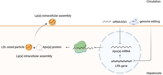 Lp(a) assembly, secretion, and inhibition by nucleic acid-targeted therapies. Lp(a) is an LDL-like particle bound to APOA protein encoded by LPA gene. After transcription of LPA gene, Apo(a) mRNA is translated into Apo(a) protein. The first step of Lp(a) assembly occurs within the cell, where Apo(a) protein is coupled with LDL-sized particle. Upon secretion into the surface, Lp(a) extracellular assembly takes place. Inhibition of Apo(a) mRNA or LPA gene results in Lp(a) reduction. Lp(a), lipoprotein(a); Apo(a), apolipoprotein(a); LPA, lipoprotein gene.