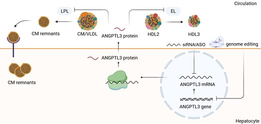 ANGPTL3 synthesis, secretion, and inhibition by nucleic acid-targeted therapies. ANGPTL3 is synthesized in the hepatocyte and impairs the clearance of TG-rich lipoproteins by inhibiting LPL. LPL catalyzes the hydrolysis of the triacylglycerol component of circulating chylomicrons and VLDL, thereby providing non-esterified fatty acids and 2-monoacylglycerol for tissue utilization. The inhibition of ANGPTL3 mRNA/ANGPTL3 gene results in the increased clearance of CMs and VLDL and promotes the CM uptake by hepatocytes. This leads to the decrease of TG-rich lipoproteins in the circulation. LPL, lipoprotein lipase; CM, chylomicrone; VLDL, very low-density lipoprotein; IDL, intermediate-density lipoprotein, LDL, low-density lipoprotein, TG, triglycerides.