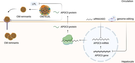 APOC3 synthesis, secretion, and inhibition by nucleic acid-targeted therapies. APOC3 impairs the clearance of TG-rich lipoproteins by inhibiting LPL, which stimulates the hydrolysis nascent CMs and VLDL. It also inhibits the CM remnant uptake into the hepatocytes. The inhibition of APOC3 mRNA/APOC3 gene results in the increased clearance of CMs and VLDL and promotes the CM uptake by hepatocytes. This leads to the decrease of TG-rich lipoproteins in the circulation. LPL, lipoprotein lipase; CM, chylomicrone; VLDL, very low-density lipoprotein; IDL, intermediate-density lipoprotein, LDL, low-density lipoprotein, TG, triglycerides.
