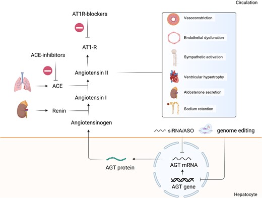 AGT and RAAS pathway and its inhibition by nucleic acid-targeted therapies. Renin acts upon its substrate angiotensinogen, which is produced by the liver, to produce angiotensin I. ACE plays a crucial role in the pathway by converting angiotensin I into angiotensin II. ACE is primarily located on the surface of endothelial cells in the lungs, where it carries out this conversion. Besides vasocontriction, angiotensin II has effects on several tissues and organs. It promotes endothelial dysfunction, sympathetic activation, ventricular hypertrophy; stimulates aldorsterone secretion and sodium retention, ultimately causing increase in blood pressure. New drugs can inhibit the secretion of AGT protein by targeting the AGT mRNA. AT1R, angiotensin II receptor 1; ACE, angiotensin converting enzyme.
