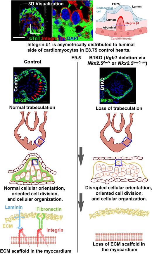 子宮内での心臓形成の鍵が発見され、海綿状心疾患の原因が解明される(Discovery Unveils Key to Heart Development in Womb, Unravels Cause of Spongy Heart Disease) 子宮内での心臓形成の鍵が発見され、海綿状心疾患の原因が解明される(Discovery Unveils Key to Heart Development in Womb, Unravels Cause of Spongy Heart Disease)