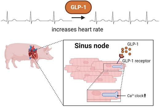 Graphical abstract