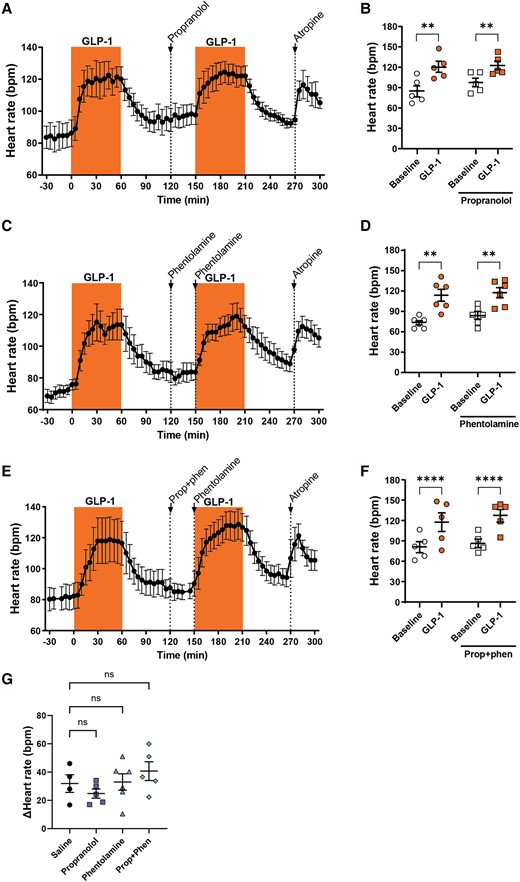 The increase in heart rate induced by GLP-1 is independent of alpha- and beta-adrenergic stimulation. GLP-1 was infused at 15 pmol/kg/min for two 60 min periods. Before the second infusion period, bolus injections of either propranolol (1 mg/kg; A and B), phentolamine (1 + 0.5 mg/kg; C and D), or a combination of propranolol and phentolamine (E and F) were given to block the beta-adrenergic receptors (n = 5), alpha-adrenergic receptors (n = 6), or both (n = 5), respectively. Heart rate increased with subsequent GLP-1 infusion regardless of the pre-treatment with any of the adrenergic blockers. The GLP-1-induced increase in heart rate after the interventions was comparable between interventions (G). Tested with two-way repeated measures ANOVA with Bonferroni multiple comparisons testing (B, D, and F) and one-way ANOVA with Dunnett’s multiple comparisons testing (G); **P < 0.01, ****P < 0.0001.