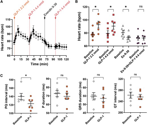 GLP-1 increases heart rate in the isolated perfused pig heart, which is dependent on the GLP-1 receptor, and increases AV nodal conduction. (A and B) Isolated perfused hearts were exposed to consecutive boluses of GLP-1 (2.2 nmol), GLP-1 (4.4 nmol), the GLP-1 receptor blocker exendin 9-39 (100 nmol), and GLP-1 (4.4 nmol) (n = 6). Heart rate increased with both doses of GLP-1, but GLP-1 no longer affected heart rate after the bolus of the GLP-1 receptor blocker. (C) To evaluate other electrophysiological effects of GLP-1, ECG was measured in vivo in the anaesthetized pig during atrial pacing (400 ms basic cycle length) before and after 30 min infusion of GLP-1 (10 pmol/kg/min) (n = 6). PQ interval shortened, but the other parameters were not affected, indicating increased AV nodal conduction. Tested with two-way repeated measures ANOVA with Bonferroni multiple comparisons testing (B) and with paired t-test (C); *P < 0.05.